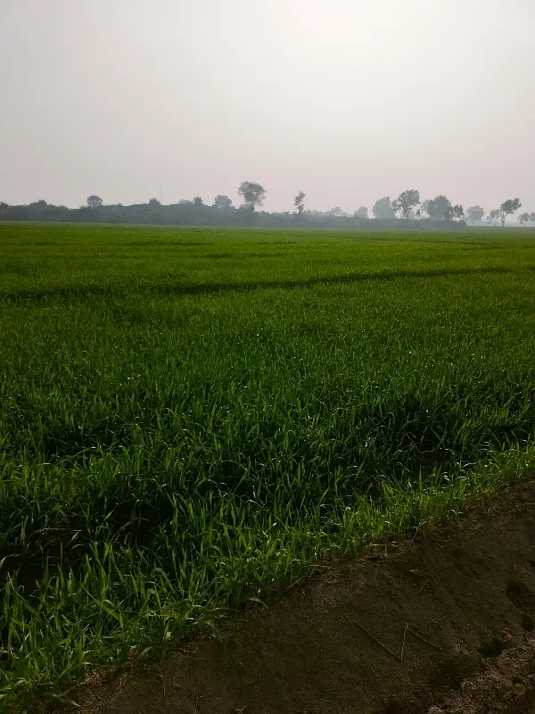 200 Kanal Agricultural Land For sale In Mankera